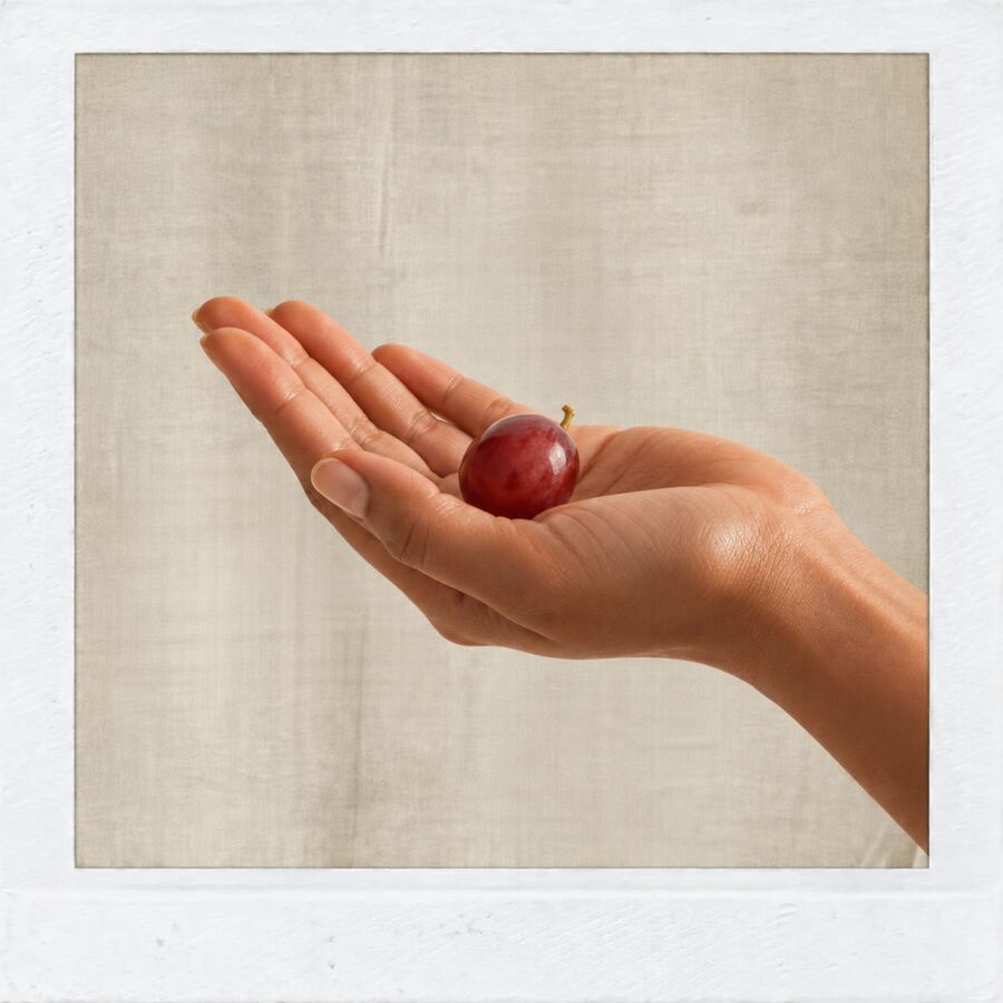 A single grape resting in an open palm, representing grape seed extract